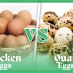 Chicken Egg vs Quail Egg copy